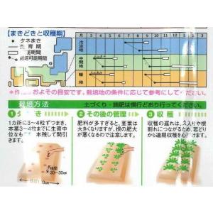 大根 耐病総太り 16mlタキイ種苗 (株) DFの詳細画像1