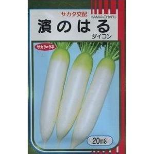 大根 濱のはる 20ml （株）サカタのタネ