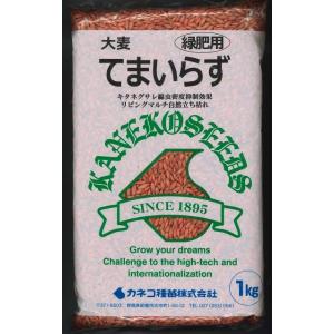緑肥　てまいらず（イネ科）1ｋｇ　カネコ種苗株式会社