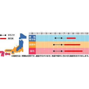 花の種 朝顔 暁の混合 約10粒 (株)サカタ...の詳細画像1