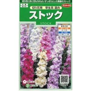 花の種　　ストック　切り花用早生系混合　約36粒　（株）サカタのタネ 　実咲250