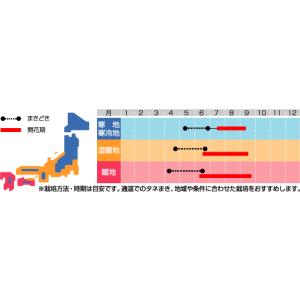 花の種 ミニひまわり 小夏 約20粒 (株)サ...の詳細画像1