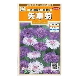 花の種　矢車菊　平山寒咲き八重混合　約67粒　（株）サカタのタネ　実咲200