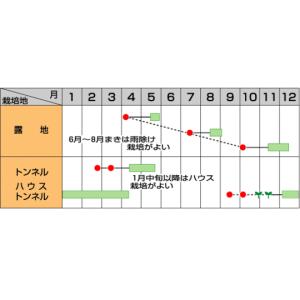 春菊 中葉春菊 さとゆたか 1dl (株)サカ...の詳細画像1