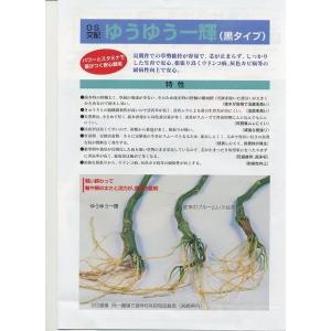 台木(きゅうり用) ゆうゆう一輝(黒種) 35...の詳細画像2