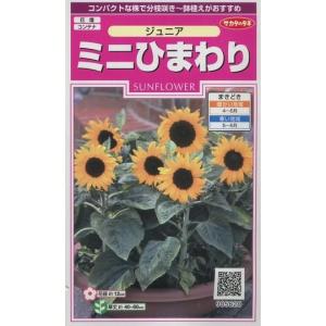 花の種 　ミニひまわり ジュニア　15粒 サカタのタネ（実咲300）