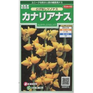 花の種 リナリア グッピー混合 小袋 タキイ種苗（株）(NL200