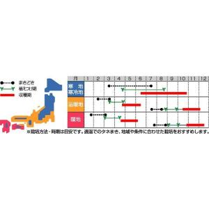 ブロッコリー ピクセル 2000粒 (株)サカ...の詳細画像1