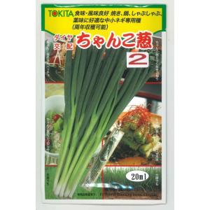 ねぎ 羽緑一本太葱ペレット種子 5000粒 （株）トーホク : グリーン