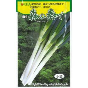 トキタ種苗 葱 ねぎ ネギ 陽春の宴(TSX-662)コート 5000粒 トキタ種苗 葱 ねぎ ネギ 陽春の宴(TSX-662)コート 5000粒