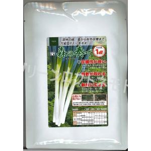トキタ種苗 葱 ねぎ ネギ 陽春の宴（TSX-662）コート 5000粒