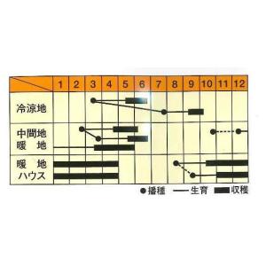 フルーツ実豌豆 あま実ちゃん 20ml 松永種...の詳細画像1