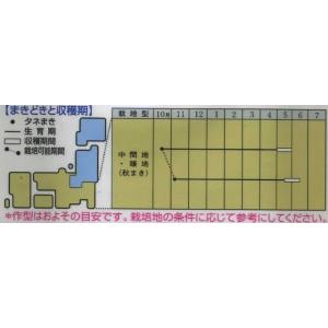 グリーンピース 久留米豊 1dl タキイ種苗(株)の詳細画像1