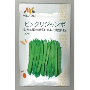 野菜の種/種子 ビックリジャンボ・いんげん 30ml （メール便発送