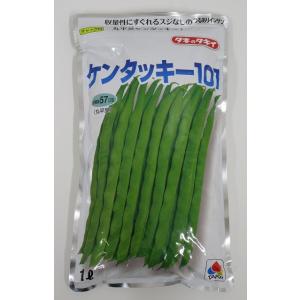 いんげん ケンタッキー101 1L タキイ種苗(株)の商品画像