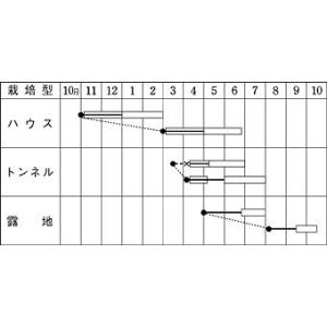 いんげん ケンタッキー101 1L タキイ種苗(株)の詳細画像2