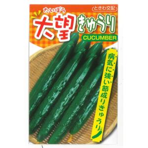 きゅうり　大望　20粒　（株）ときわ研究場