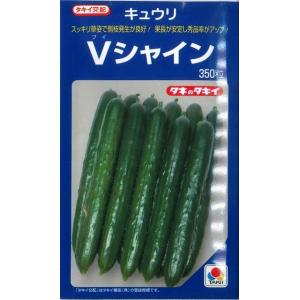 きゅうり Vシュート 350粒 タキイ種苗（株） : グリーンロフトネモト