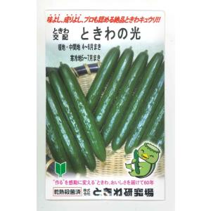 とうもろこし ミルキーシュガー 85(2000粒) トキタ種苗 : グリーン