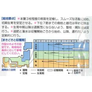 きゅうり 夏すずみ 350粒 タキイ種苗(株)の詳細画像1