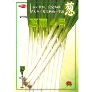 ねぎ 夏扇4号 ペレット種子 6000粒 (株...の詳細画像5