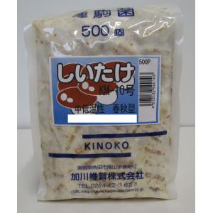 PVP きのこ種駒 シイタケ すその620 500個 丸棒型 【しいたけ種駒