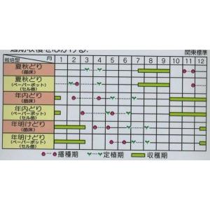 ねぎ 夏扇パワー ペレット種子 6000粒 (...の詳細画像1