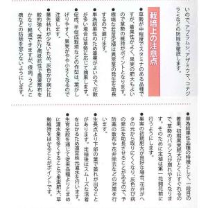 大玉トマト パルト 1000粒 (株)サカタのタネの詳細画像2
