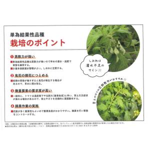 大玉トマト パルト 1000粒 (株)サカタのタネの詳細画像4