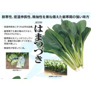 小松菜 はまつづき 20ml(株) サカタのタネの詳細画像4