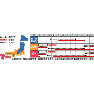 小松菜 わかみ 20ml (株)サカタのタネの詳細画像1