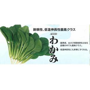 小松菜 わかみ 20ml (株)サカタのタネの詳細画像2