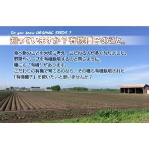 有機種子 ブロッコリー (スプラウト) 固定種...の詳細画像1