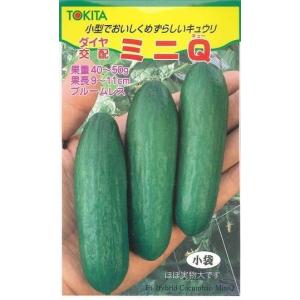 きゅうり Vシャイン 350粒 タキイ種苗（株） : グリーンロフトネモト