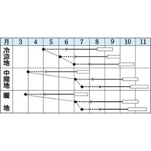 キャベツ 初秋 2000粒 タキイ種苗(株)の詳細画像1