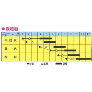 ミニきゅうり ミニQ 10粒 トキタ トキタ種苗の詳細画像3