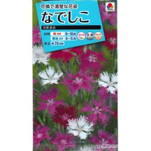 花の種 なでしこ 河原混合 タキイ種苗（株）(ＮL150)