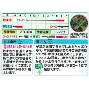 花の種 なでしこ 河原混合 タキイ種苗(株)(...の詳細画像1