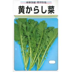 黄からし菜 20ml