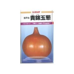 たまねぎ 貴錦 20ml カネコ種苗（株）