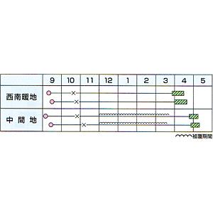 たまねぎ 貴錦 20ml カネコ種苗(株)の詳細画像1