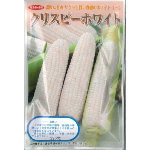 とうもろこし種　クリスピーホワイト　200粒　（株）サカタのタネ