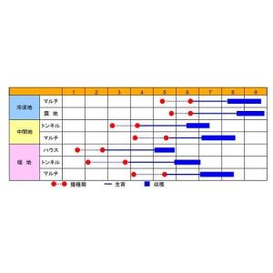 とうもろこし ロイシーコーン 200粒 渡辺農...の詳細画像2
