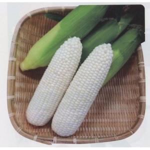 とうもろこし ホワイトショコラ 2000粒 ヴ...の詳細画像1