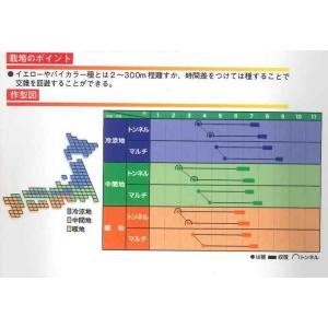 とうもろこし ホワイトショコラ 2000粒 ヴ...の詳細画像2