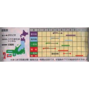とうもろこし おおもの 200粒 ナント種苗(株)の詳細画像3