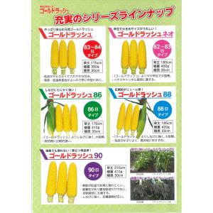 とうもろこし ゴールドラッシュ90 200粒 ...の詳細画像4