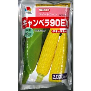 とうもろこし種　キャンベラ９０ＥＸ　2000粒　タキイ種苗