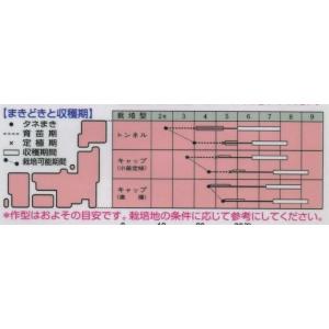 とうがん 姫とうがん 100粒 タキイ種苗の詳細画像1