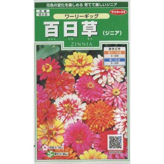 花の種　百日草（ジニア）　ワーリーギッグ 　約60粒　（株）サカタのタネ　実咲250